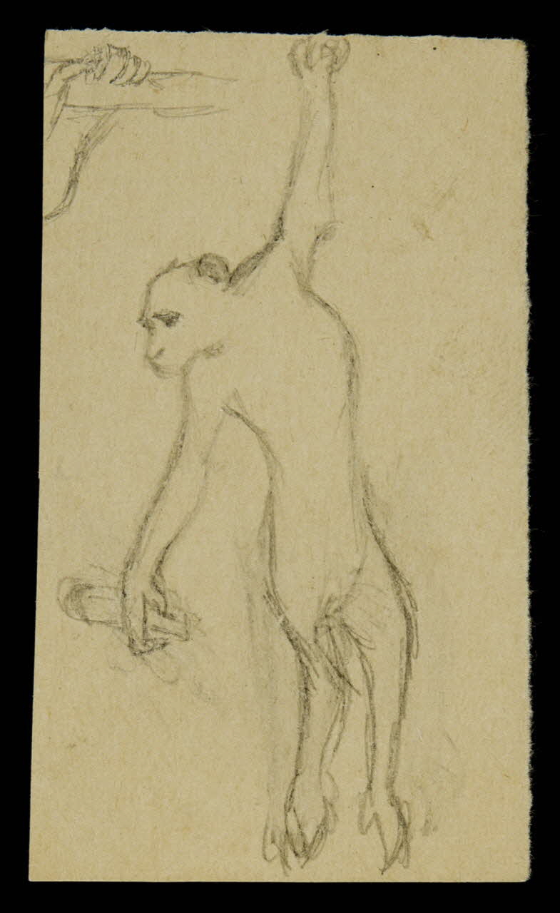 partie d'un ensemble de dessins Singe 1968.102.4261.6 Photo Mucem