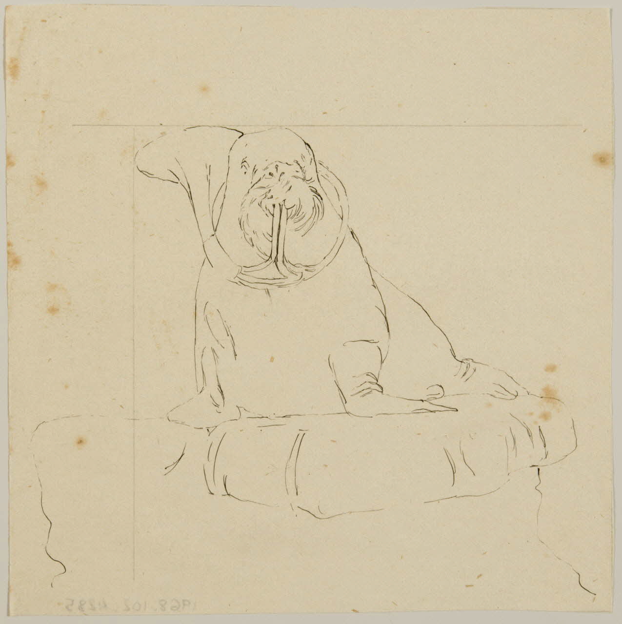 partie d'un ensemble de dessins Morse jouant du cor 1968.102.4285 Photo Mucem