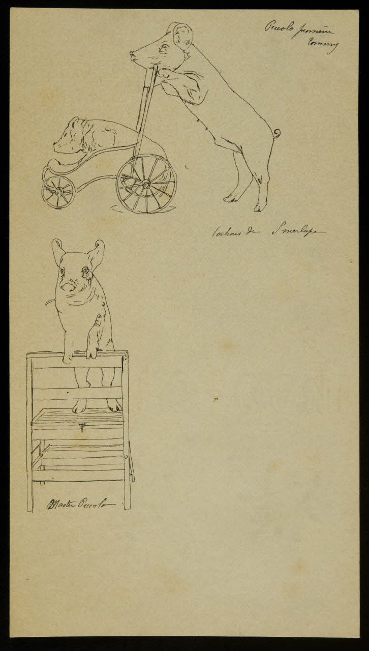 partie d'un ensemble de dessins Piccolo promène  Tommy  Cochons de Smerlape  Master Piccolo 1968.102.4290 Photo Mucem