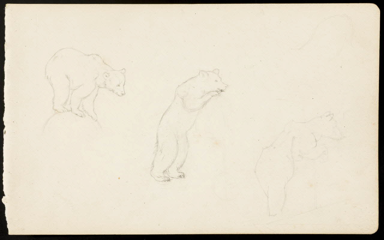 partie d'un ensemble de dessins Ours 1968.102.4291 Photo Mucem