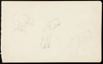 partie d'un ensemble de dessins Ours 1968.102.4291  Photo Mucem