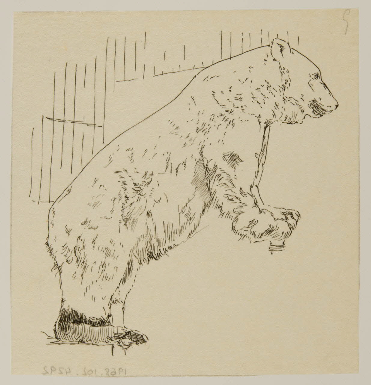 partie d'un ensemble de dessins Ours 1968.102.4292 Photo Mucem