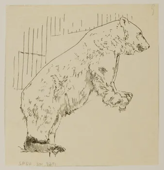 partie d'un ensemble de dessins Ours 1968.102.4292  Photo Mucem