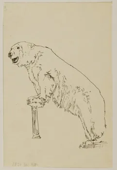 partie d'un ensemble de dessins Ours 1968.102.4293  Photo Mucem