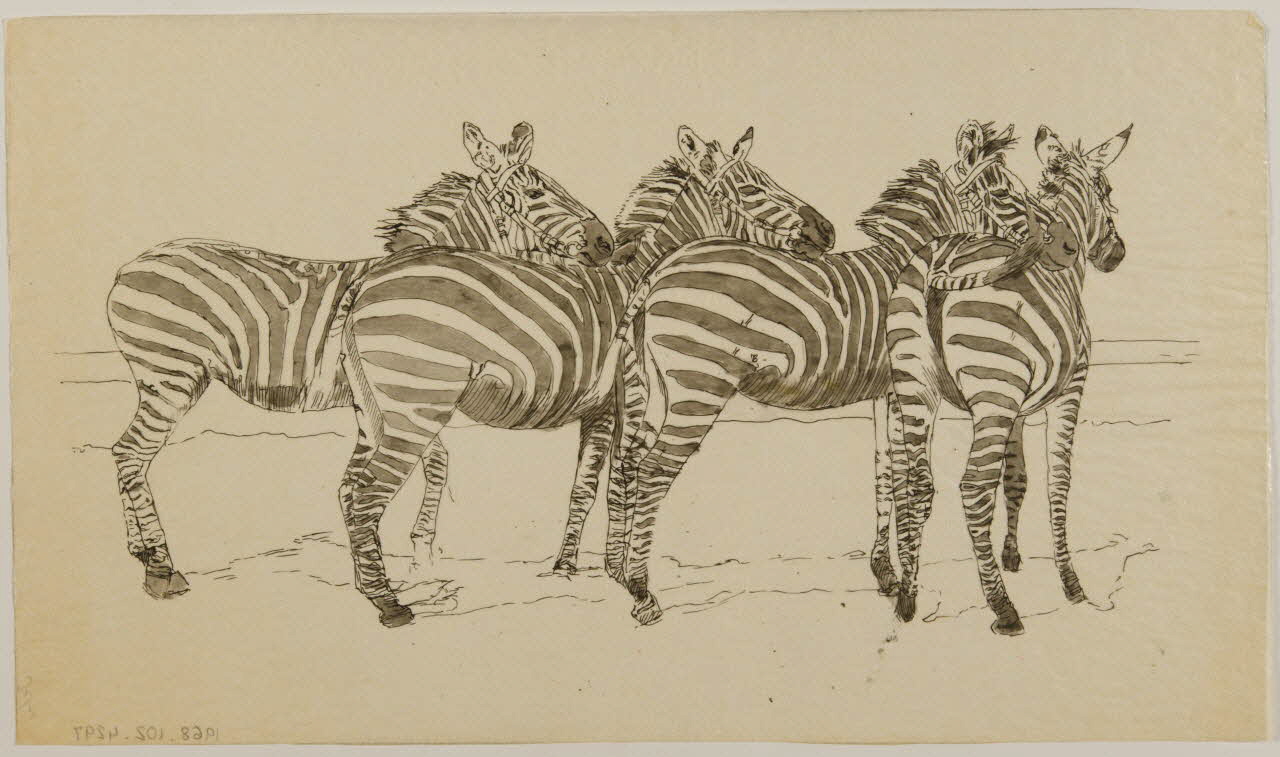 partie d'un ensemble de dessins Zèbres 1968.102.4297 Photo Mucem