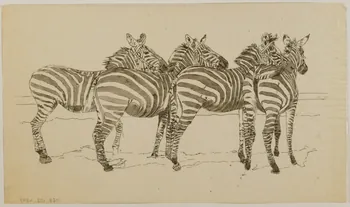 partie d'un ensemble de dessins Zèbres 1968.102.4297 Photo Mucem