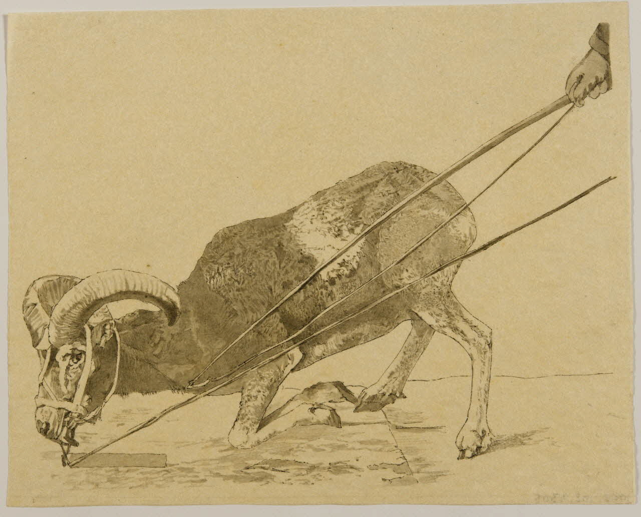 partie d'un ensemble de dessins Bouc agenouillé 1968.102.4305 Photo Mucem