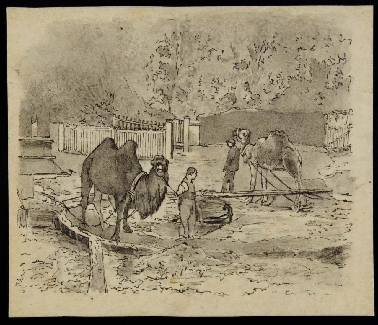 partie d'un ensemble de dessins Chameaux tournant un manège  actionnant une coupeuse de foin  en Angleterre 1968.102.4307 Photo Mucem