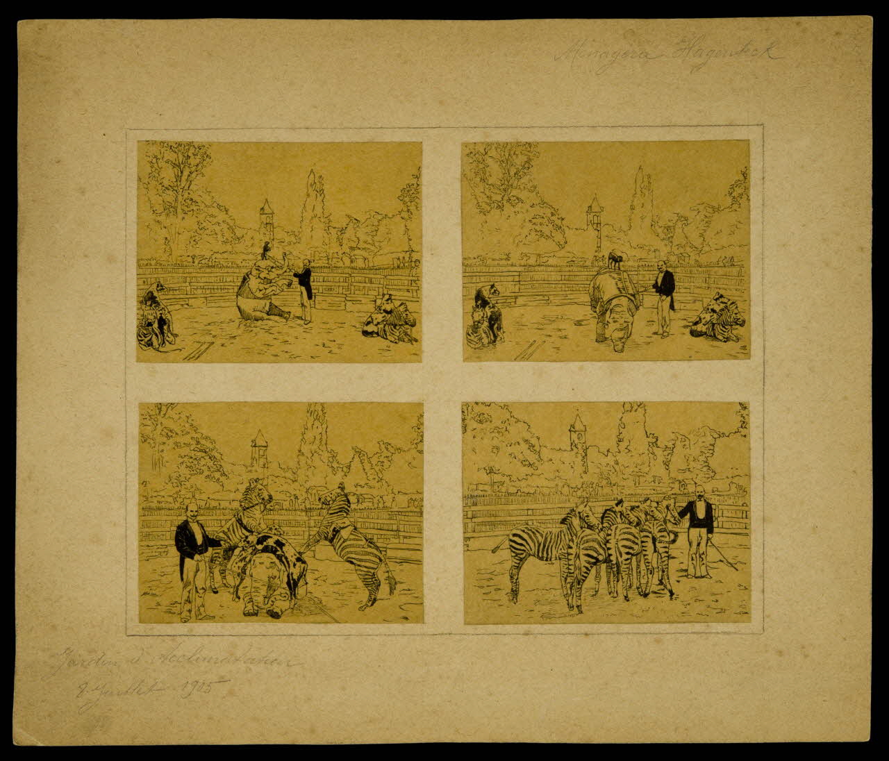partie d'un ensemble de dessins Ménagerie Hagenbeck  Jardin d'Acclimatation  8 Juillet 1905 1968.102.4315 Photo Mucem