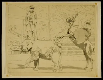 partie d'un ensemble de dessins Animaux de cirque et leur dresseur 1968.102.4316.5 Photo Mucem