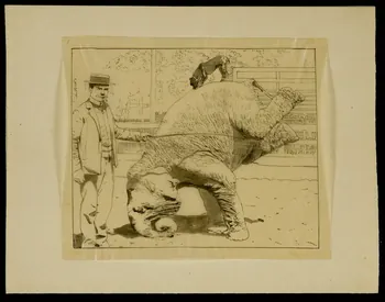 partie d'un ensemble de dessins Animaux de cirque et leur dresseur 1968.102.4316.5 Photo Mucem