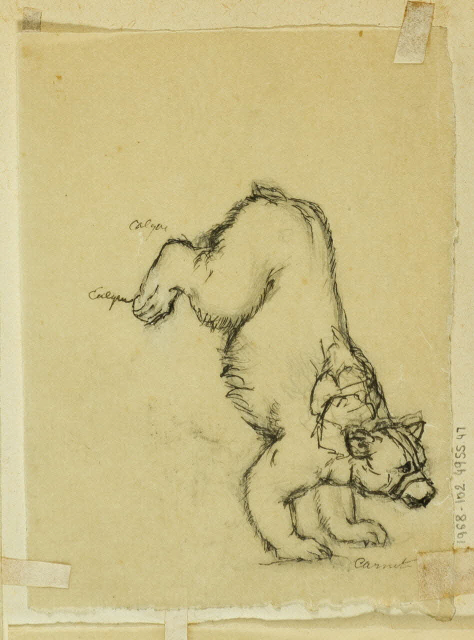 partie d'un ensemble de dessins Ours 1968.102.4955.47 Photo Mucem