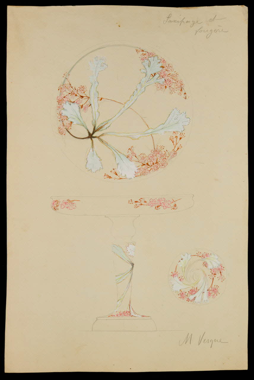 partie d'un ensemble de dessins Saxifrage et  fougère 1968.102.5104 Photo Mucem