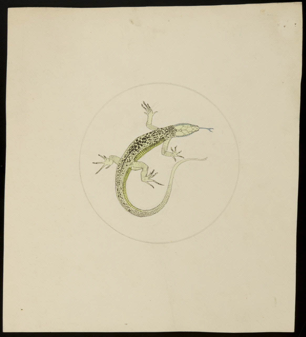 partie d'un ensemble de dessins Lézard 1968.102.5125 Photo Mucem