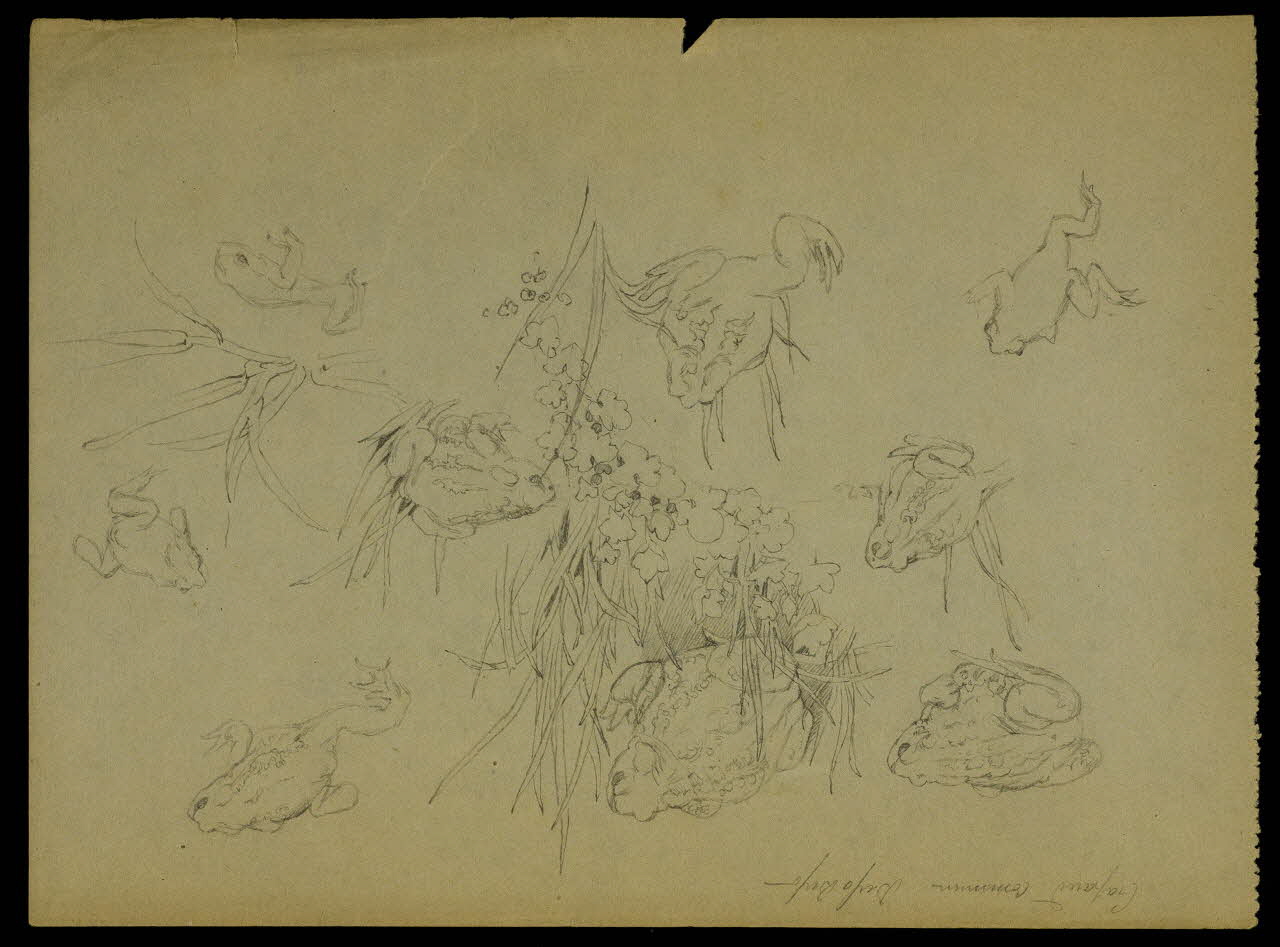 partie d'un ensemble de dessins Crapaud commun Bufo Bufo 1968.102.5312.1 Photo Mucem