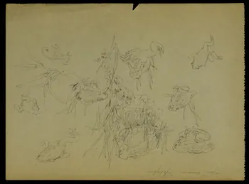 partie d'un ensemble de dessins Crapaud commun Bufo Bufo 1968.102.5312.1  Photo Mucem