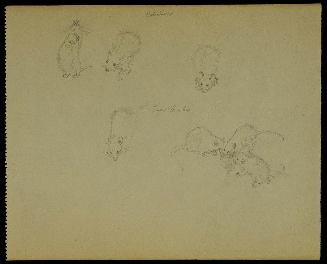partie d'un ensemble de dessins Rats blancs  Souris blanches 1968.102.5312.2 Photo Mucem