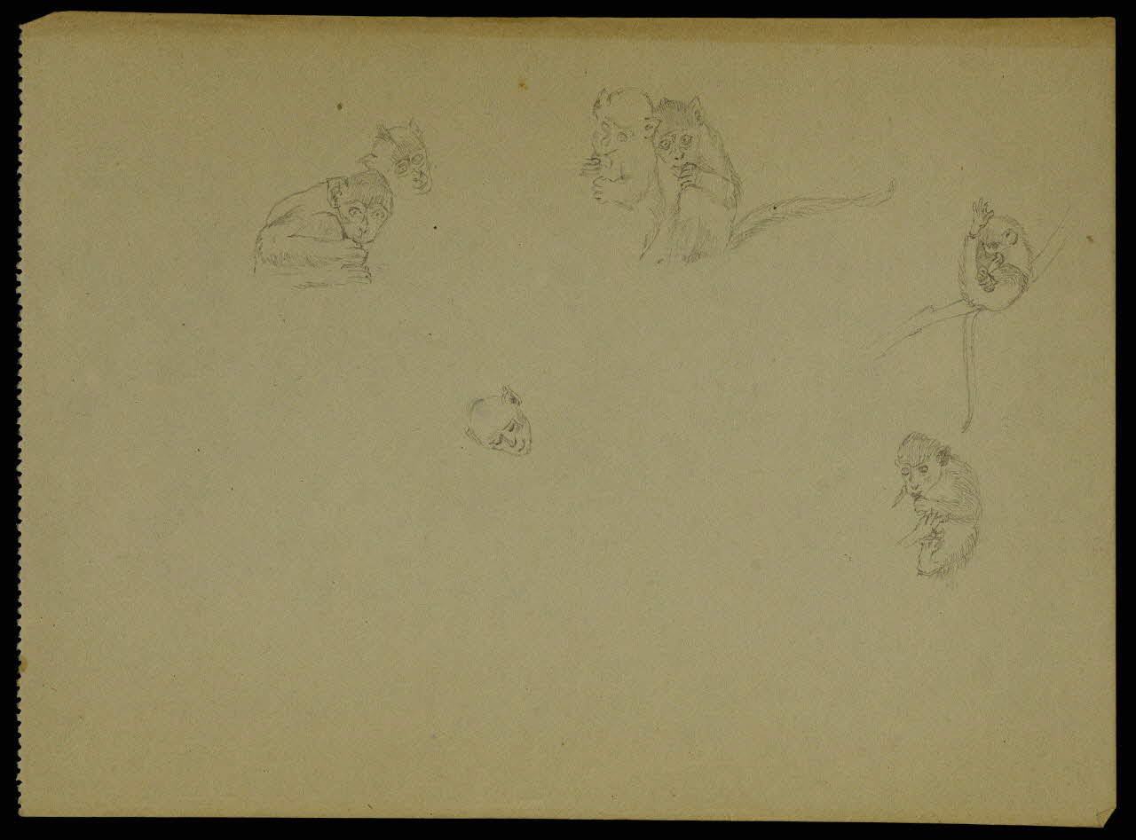 partie d'un ensemble de dessins Esquisses de singes 1968.102.5312.3 Photo Mucem