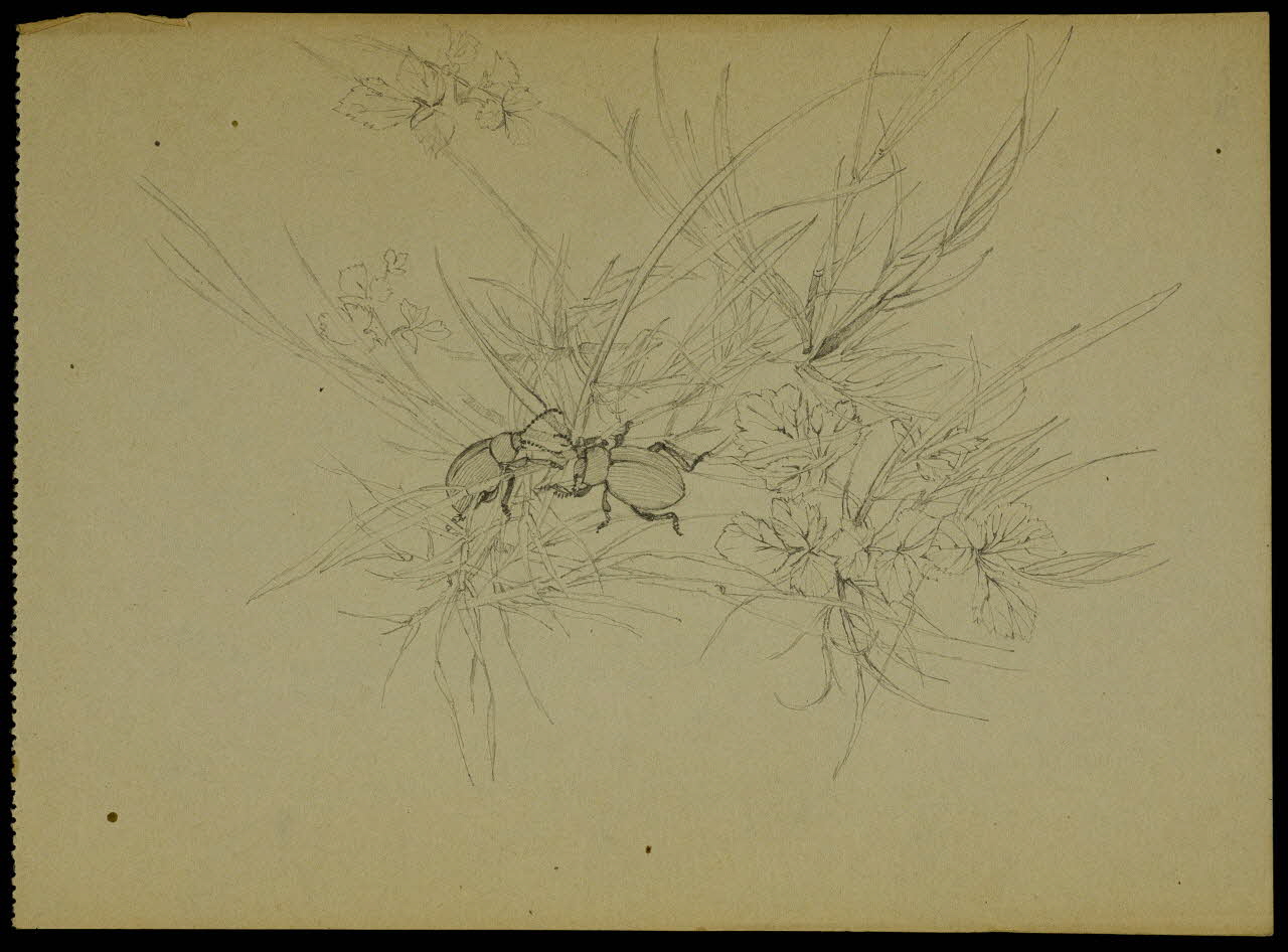 partie d'un ensemble de dessins Scarabées 1968.102.5312.5 Photo Mucem