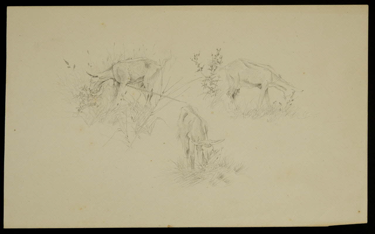 partie d'un ensemble de dessins Chèvre dans un pâturage 1968.102.5312.7 Photo Mucem