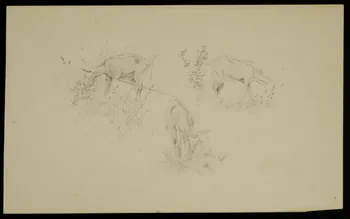 partie d'un ensemble de dessins Chèvre dans un pâturage 1968.102.5312.7 Photo Mucem