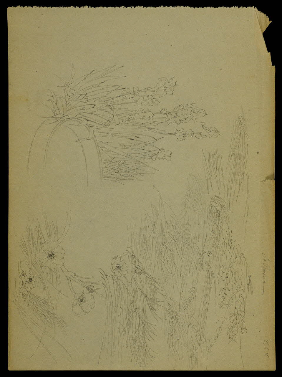partie d'un ensemble de dessins Végétation 1968.102.5312.8 Photo Mucem