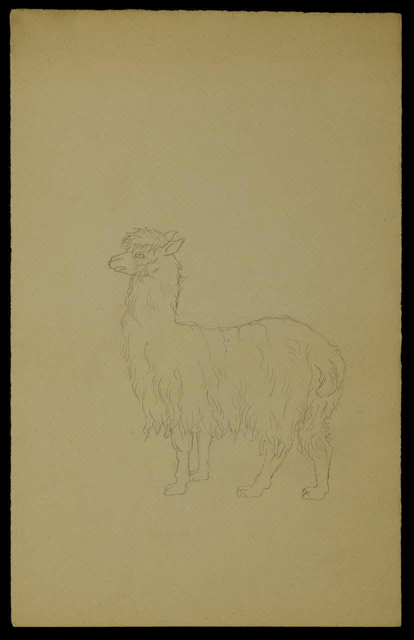 partie d'un ensemble de dessins Positions d'hommes et d'animaux  n'ayant pas servi 1968.102.5315 Photo Mucem