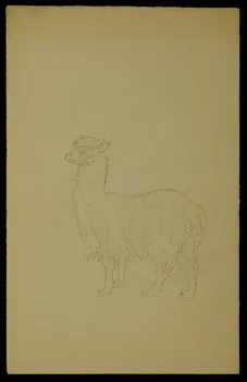 partie d'un ensemble de dessins Positions d'hommes et d'animaux  n'ayant pas servi 1968.102.5315 Photo Mucem