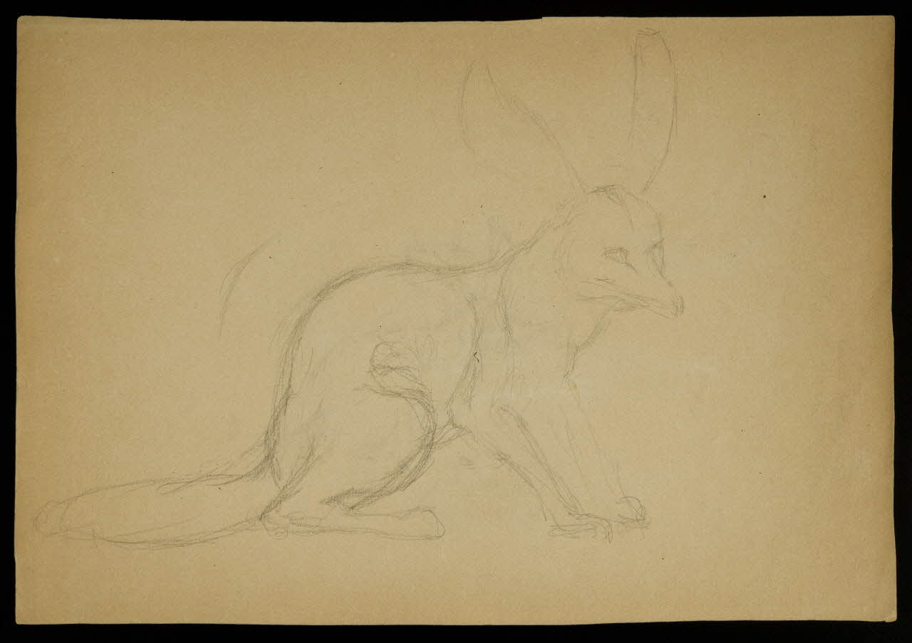 partie d'un ensemble de dessins Fennec 1968.102.5316 Photo Mucem