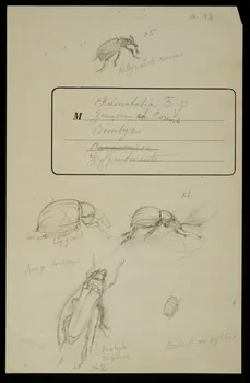 partie d'un ensemble de dessins Insectes 1968.102.5317 Photo Mucem