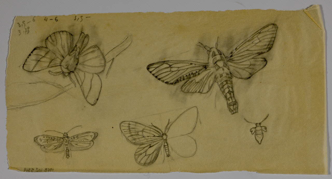 partie d'un ensemble de dessins Papillons 1968.102.5319 Photo Mucem