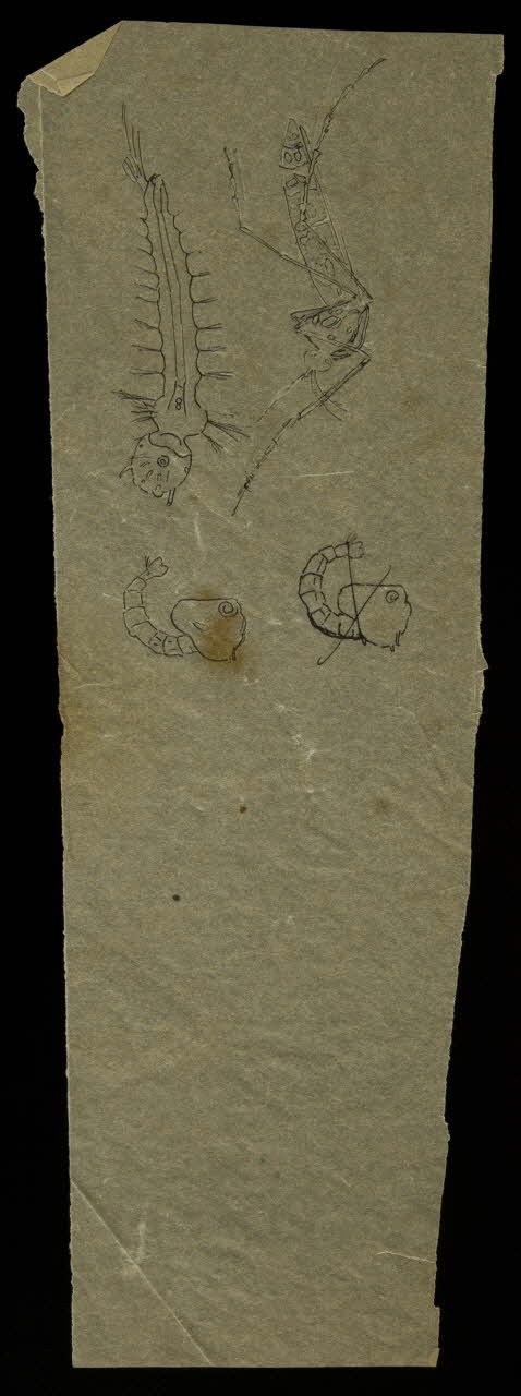 partie d'un ensemble de dessins Insectes 1968.102.5321 Photo Mucem