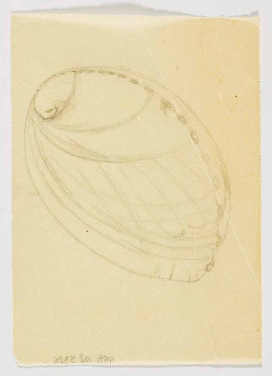 partie d'un ensemble de dessins Coquillage 1968.102.5326 Photo Mucem