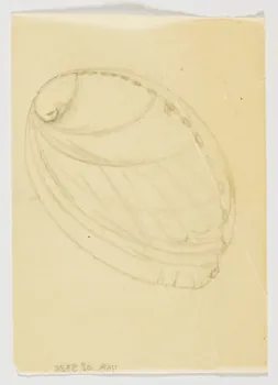partie d'un ensemble de dessins Coquillage 1968.102.5326 Photo Mucem