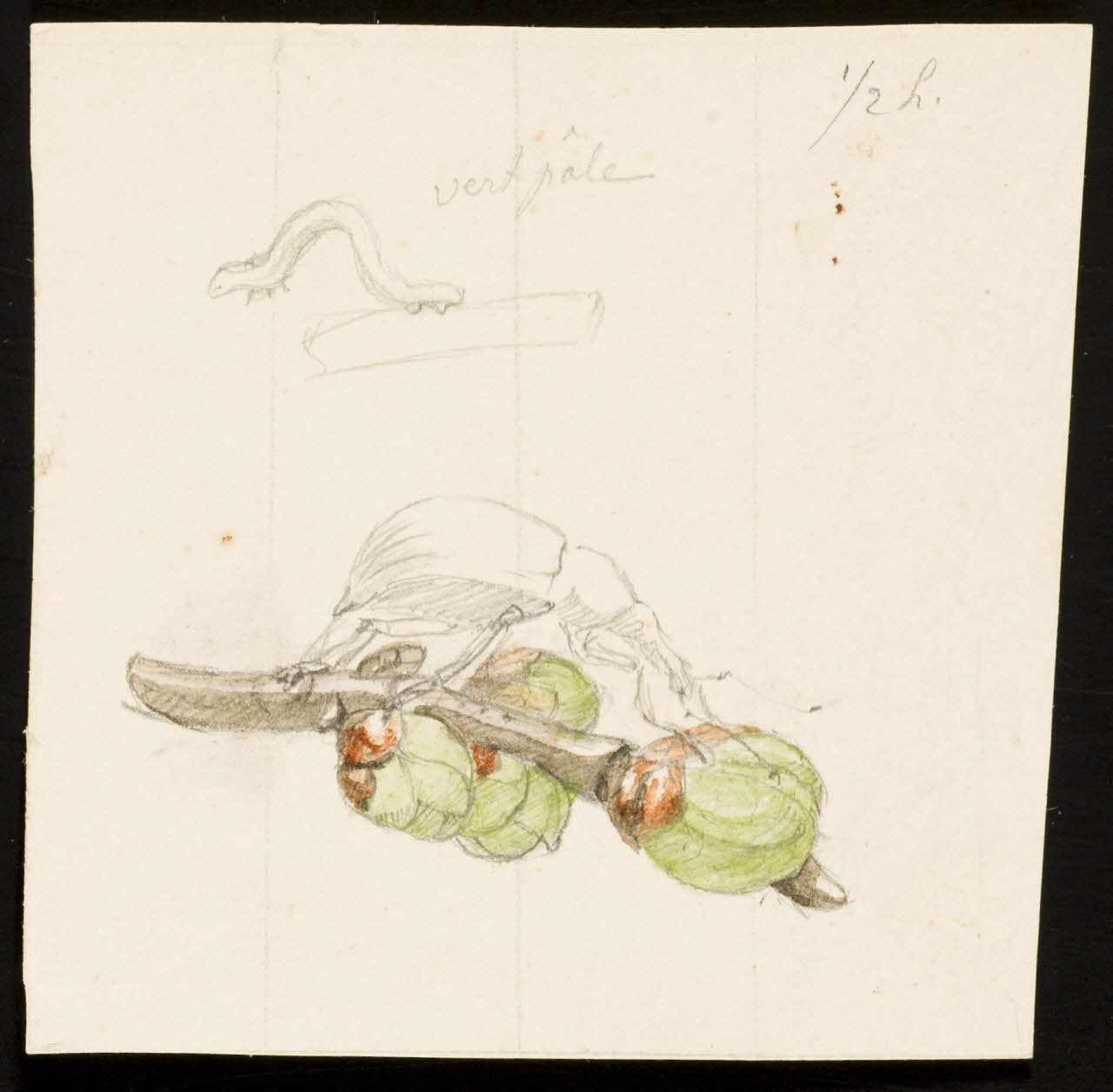 partie d'un ensemble de dessins Vert pâle 1968.102.5327 Photo Mucem