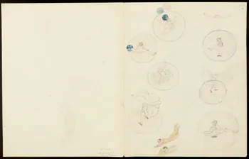 partie d'un ensemble de dessins Numéros de trapézistes et de chevaux 1968.102.5356.2  Photo