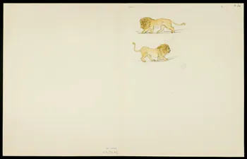 partie d'un ensemble de dessins Pacha 1968.102.5362.15 Photo