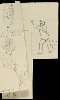 partie d'un ensemble de dessins Les Balaguer 1968.102.646.7 Photo