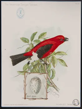 Ridgway, J. carte réclame The American Singer Series  SCARLET TANAGER 1898 1975.3.319  Photo
