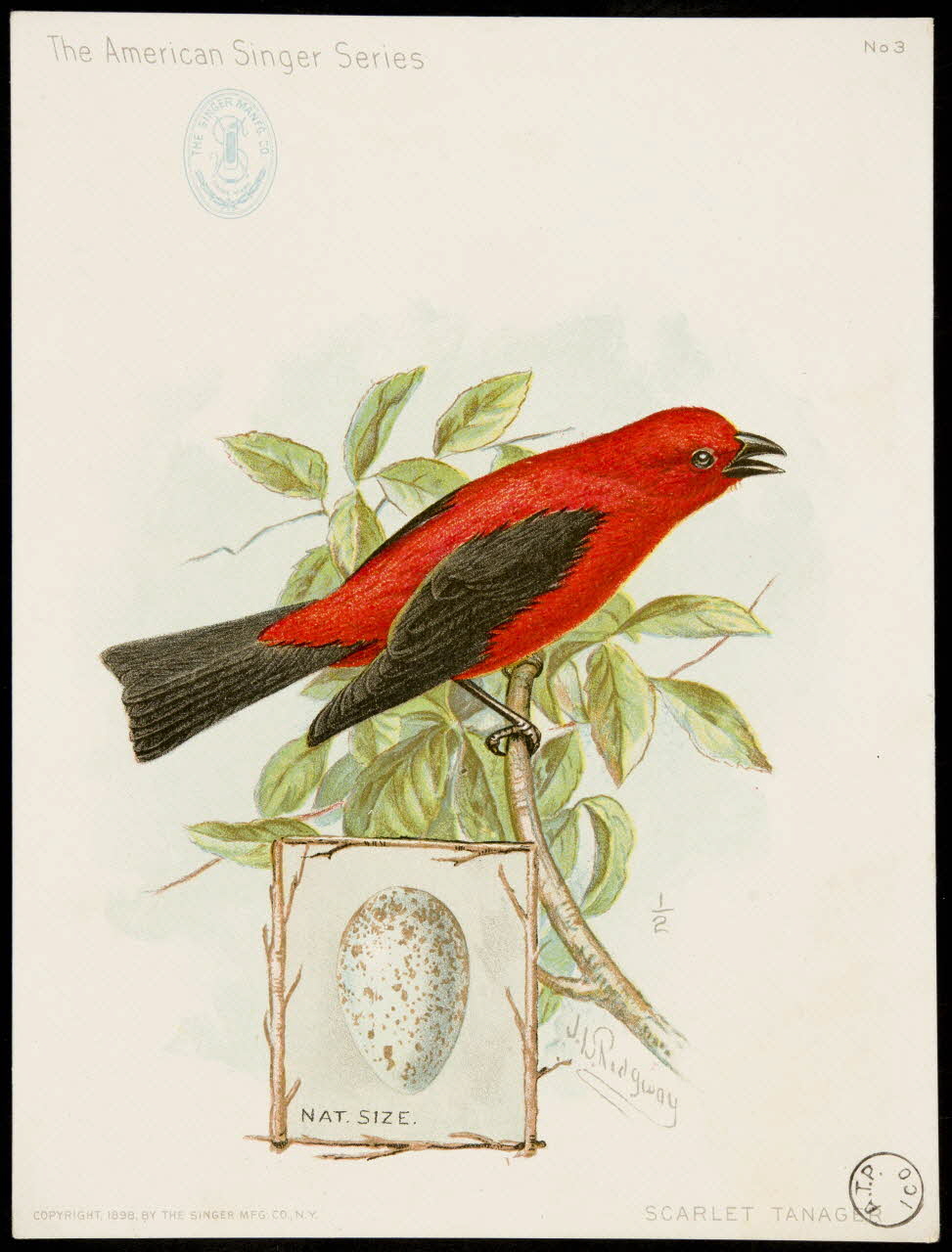 carte réclame Rouge-gorge sur une branche 1975.3.321 Photo