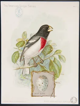 carte réclame The American Singer Series  ROSE-BREASTED GROSBEAK 1975.3.324  Photo