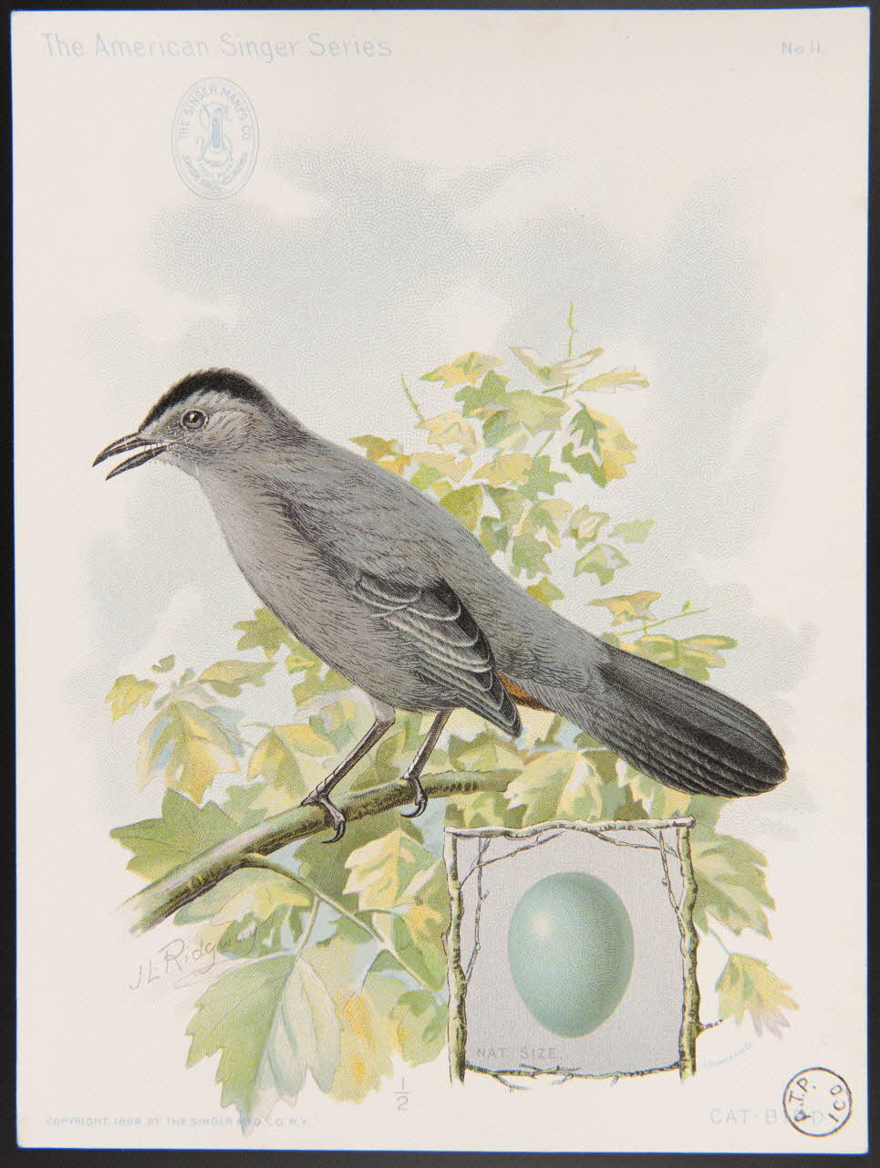 Ridgway, J. carte réclame The American Singer Series  CAT-BIRD 1898 1975.3.331 Photo