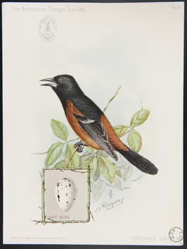 Ridgway, J. carte réclame The American Singer Series  ORCHARD ORIOLE 1898 1975.3.333  Photo