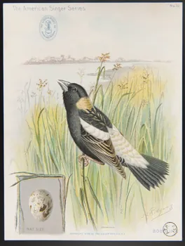 Ridgway, J. carte réclame The American Singer Series  BOBOLINK 1898 1975.3.334  Photo