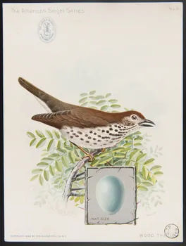 Ridgway, J. carte réclame The American Singer Series  WOOD THRUSH 1898 1975.3.335 Photo