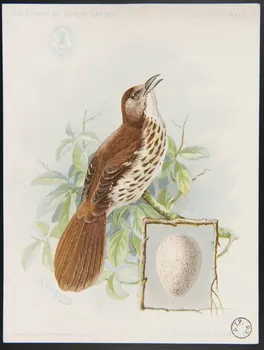 Ridgway, J. carte réclame The American Singer Series  BROWN THRASHER 1898 1975.3.336  Photo