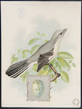 Ridgway, J. carte réclame The American Singer Series  MOCKING-BIRD 1898 1975.3.337  Photo