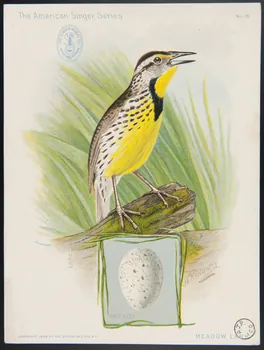 Ridgway, J. carte réclame The American Singer Series  MEADOW LARK 1898 1975.3.338  Photo