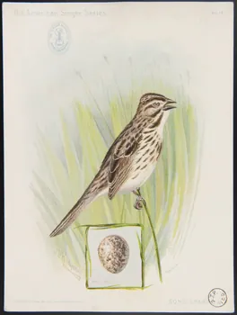 Ridgway, J. carte réclame The American Singer Series  SONG SPARROW 1898 1975.3.339  Photo