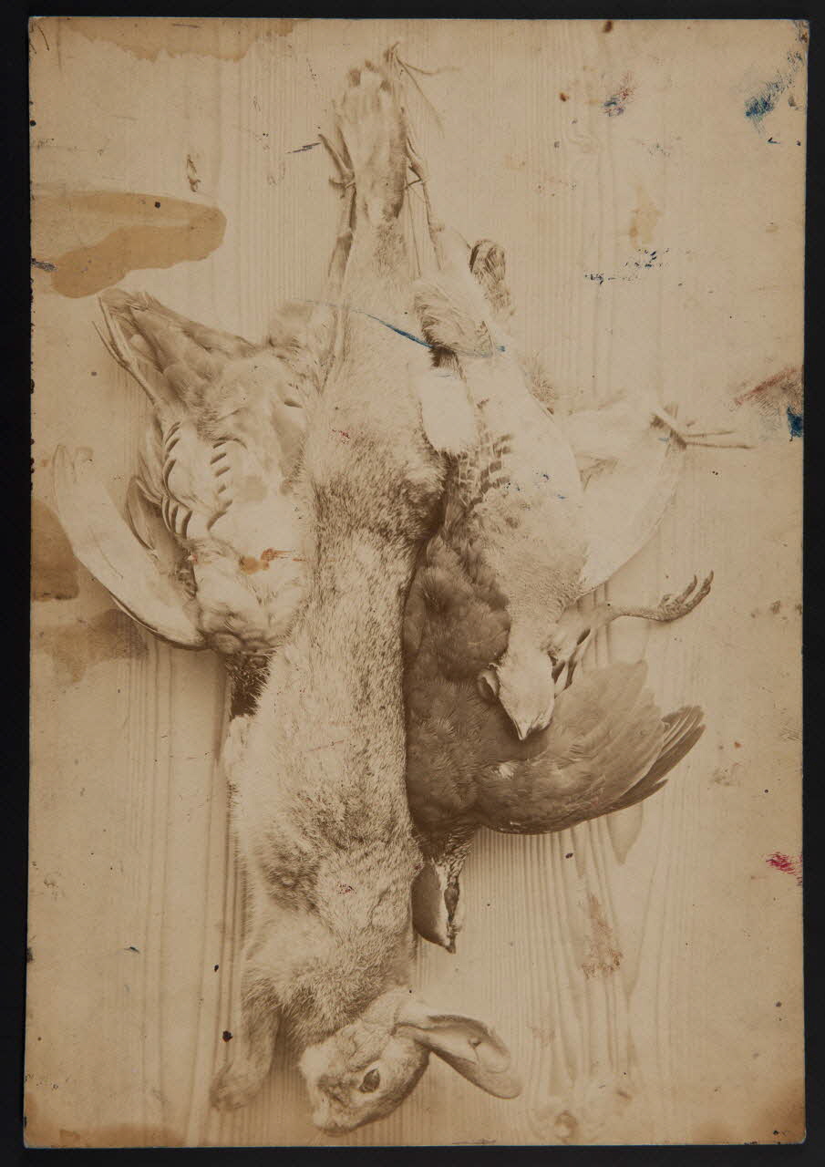 estampe Gibier 1975.46.117 Photo